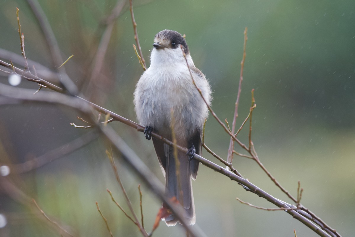 Canada Jay - ML646565233