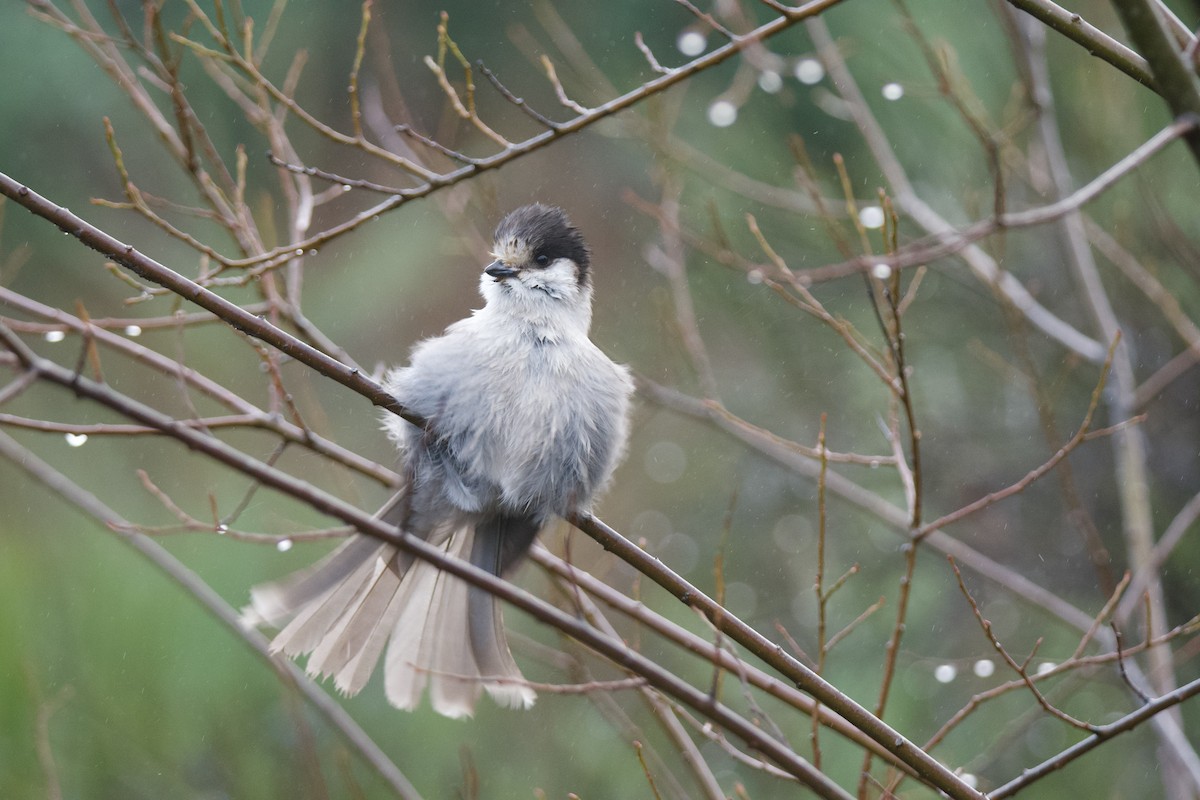 Canada Jay - ML646565234