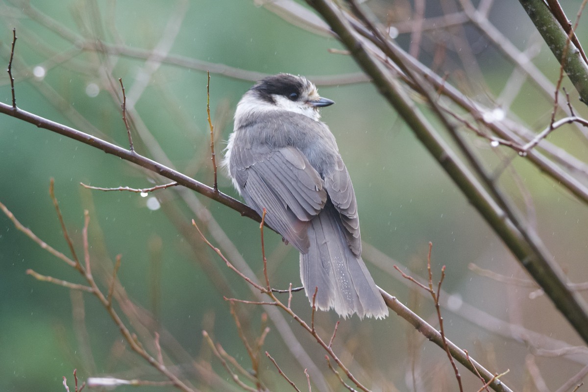 Canada Jay - ML646565235