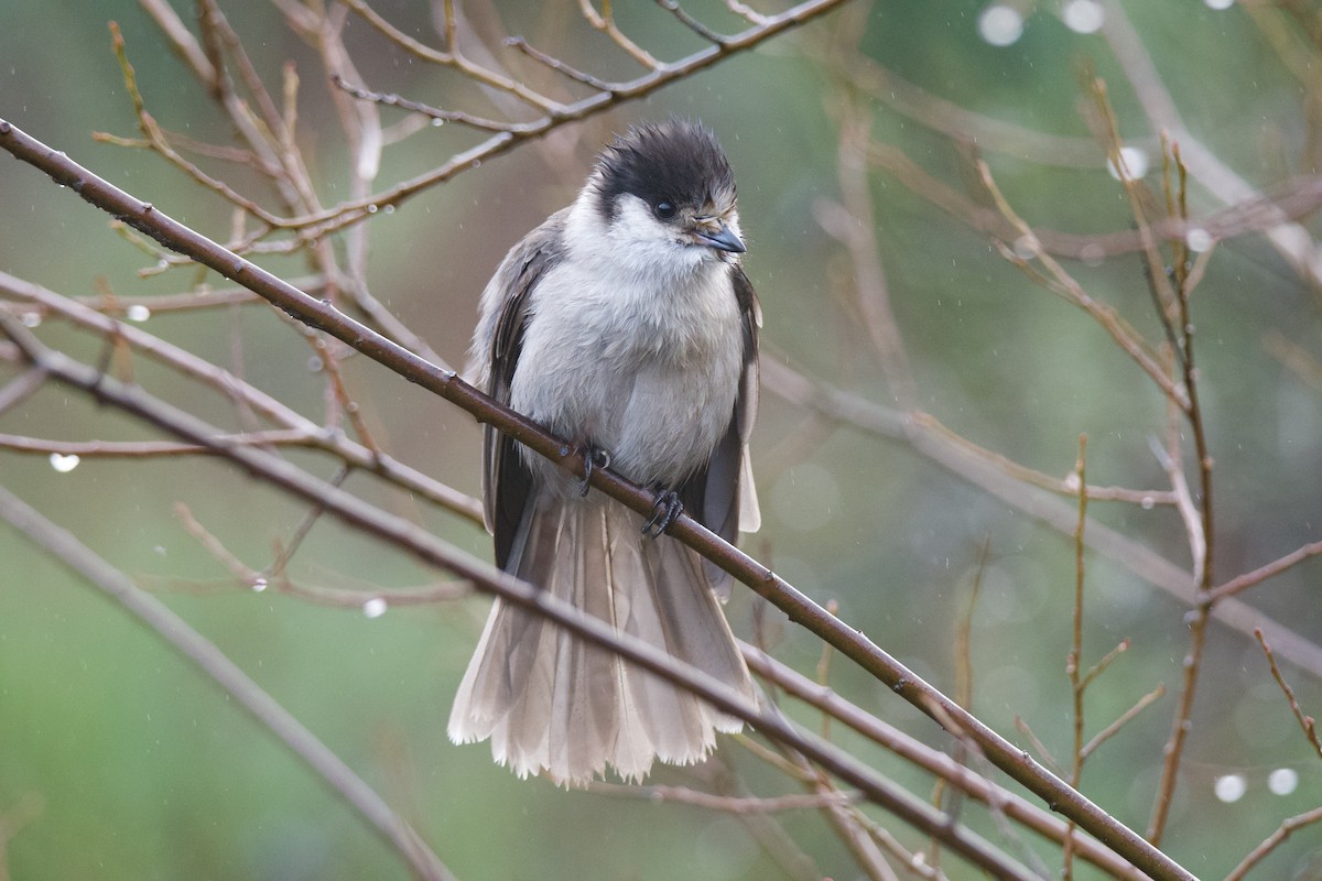 Canada Jay - ML646565236