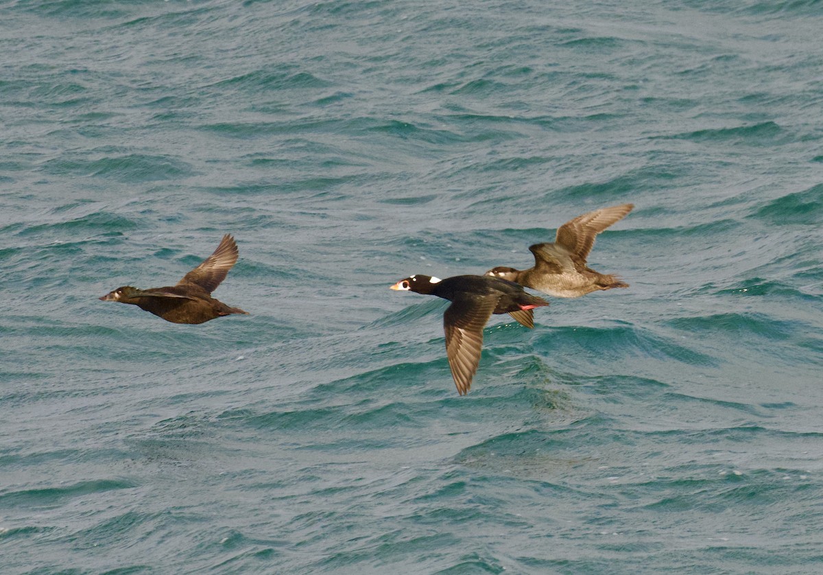 Surf Scoter - ML646565237