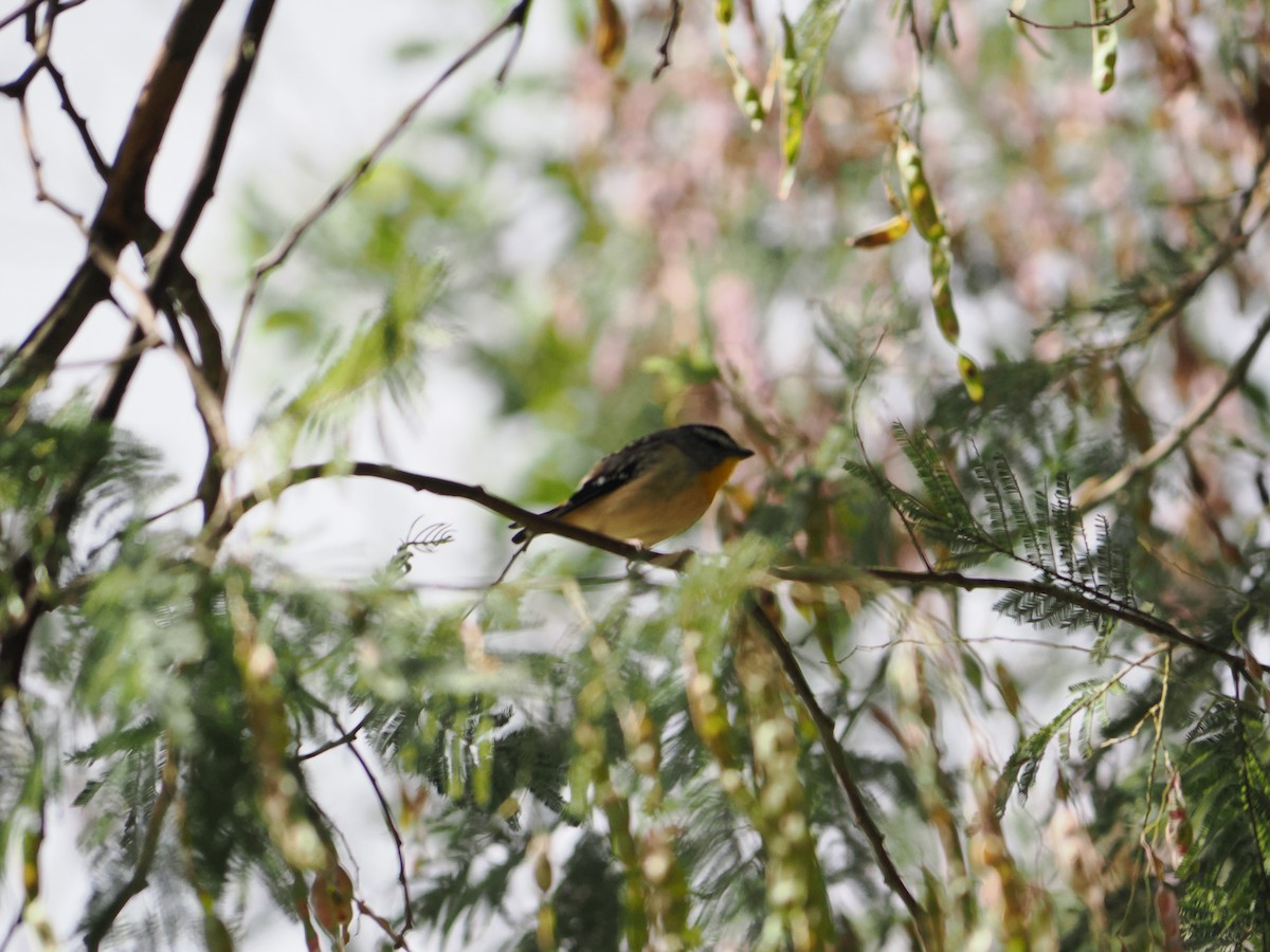 flekkdiamantfugl - ML646565238