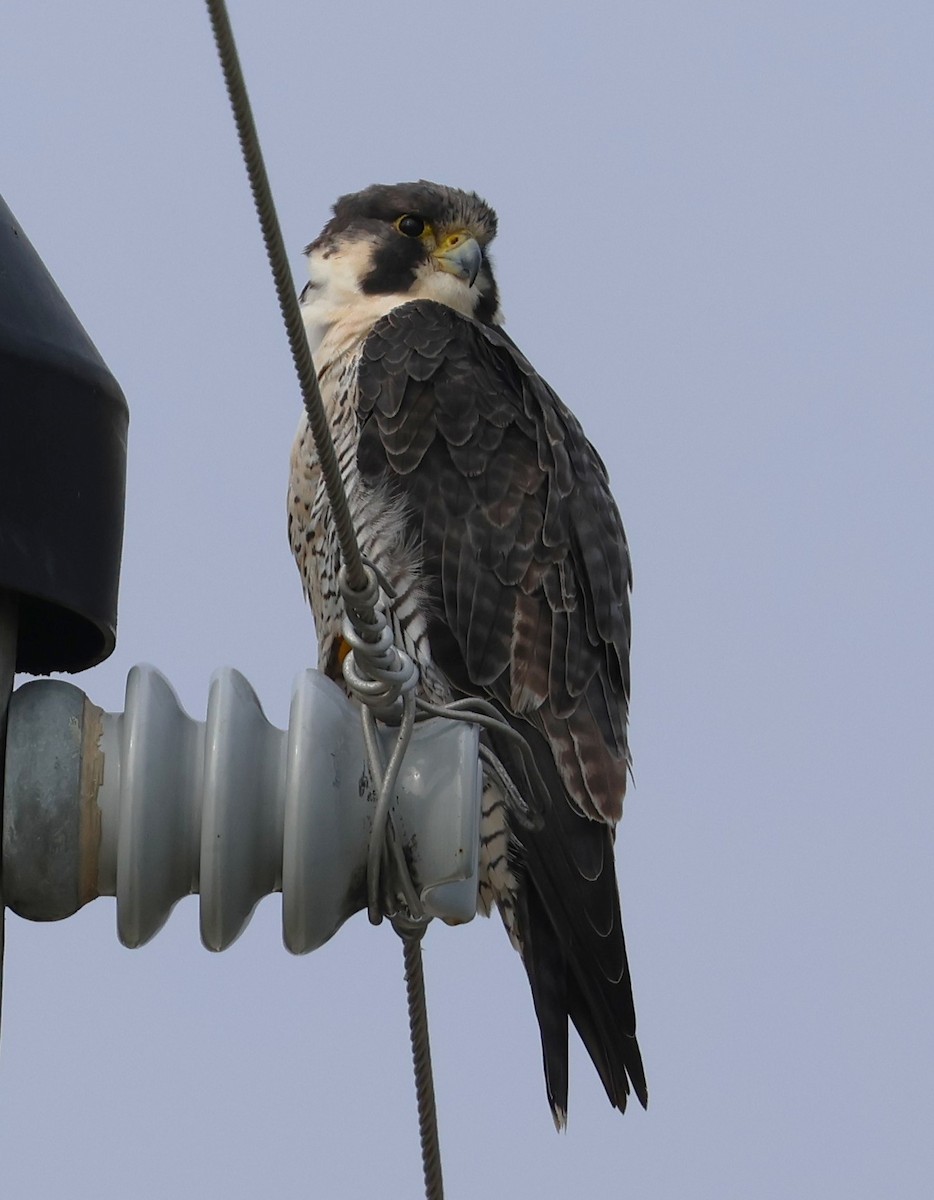 Peregrine Falcon - ML646565241