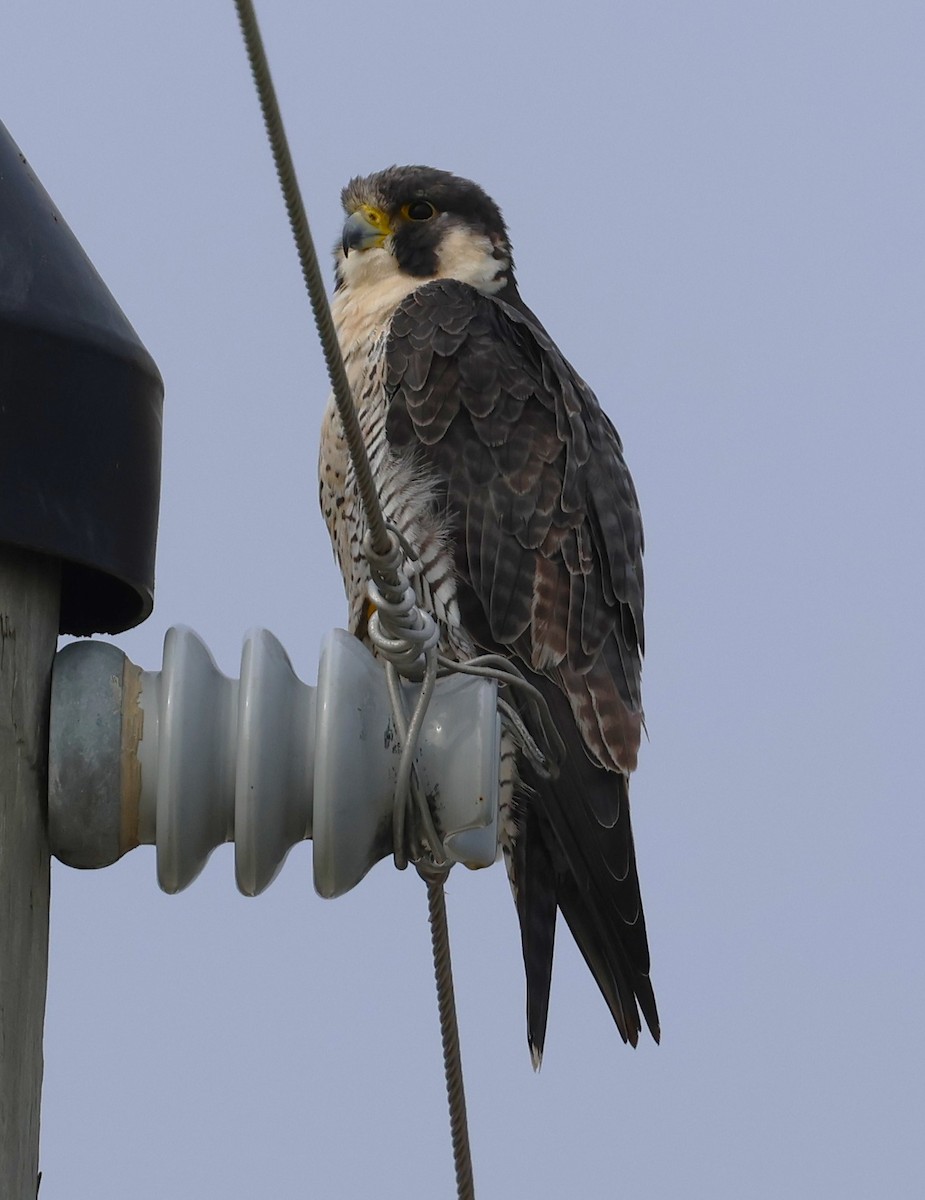 Peregrine Falcon - ML646565242