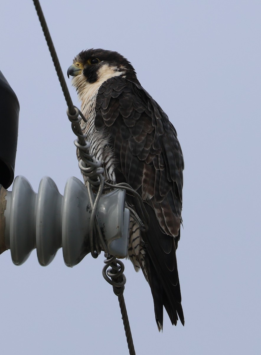 Peregrine Falcon - ML646565243