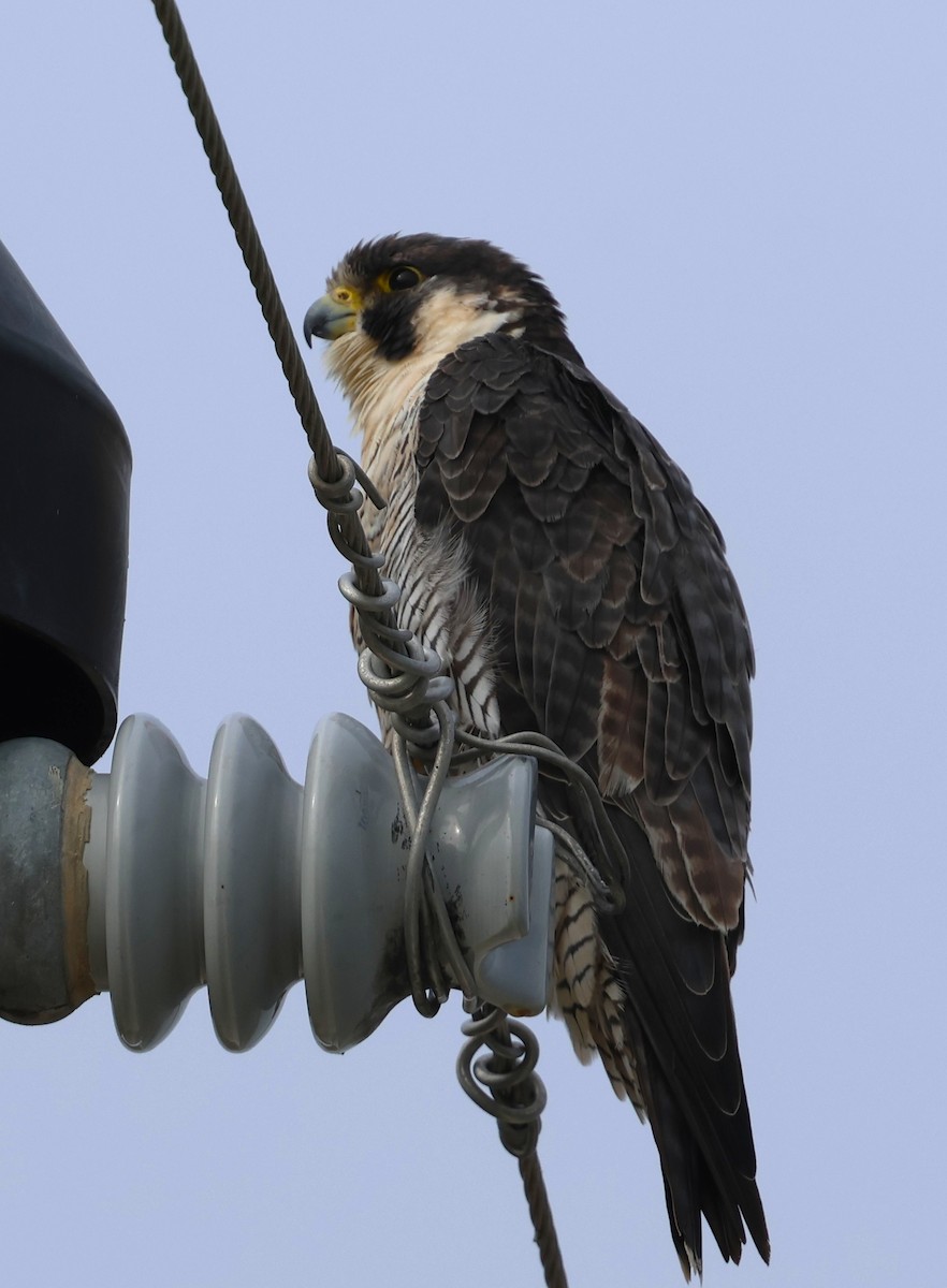 Peregrine Falcon - ML646565244