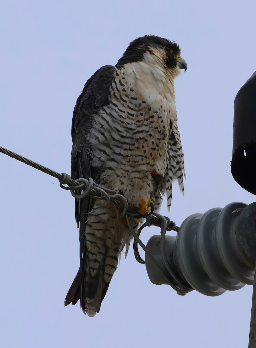 Peregrine Falcon - ML646565245