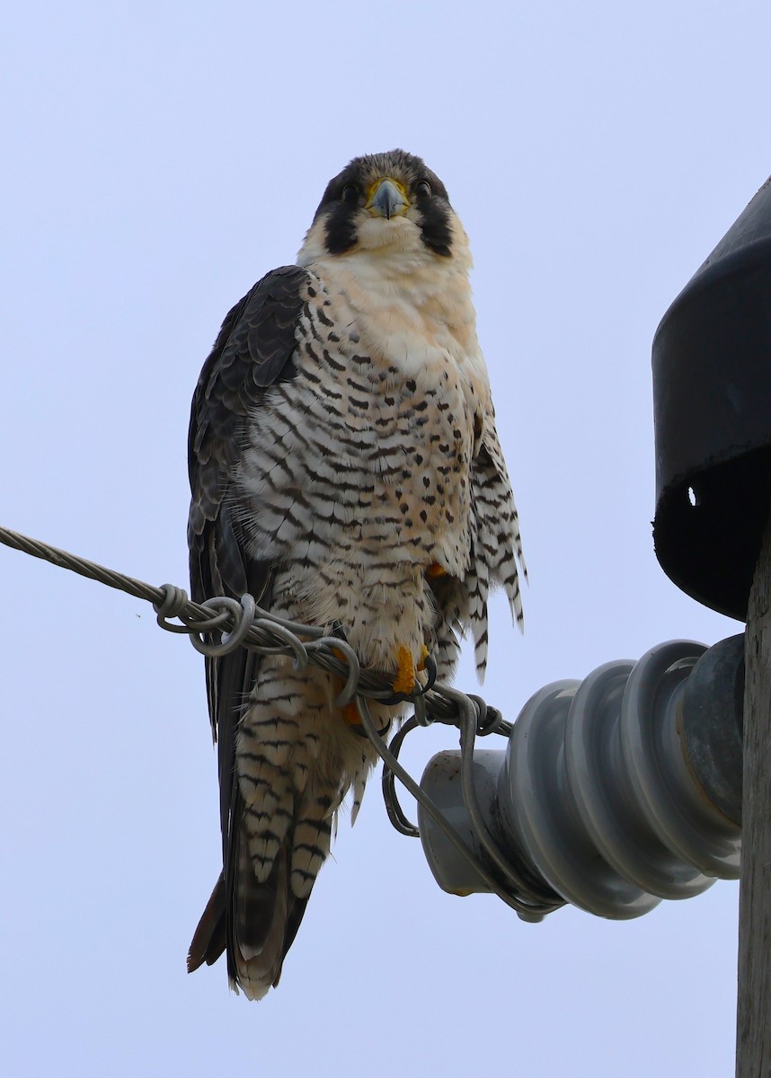 Peregrine Falcon - ML646565246