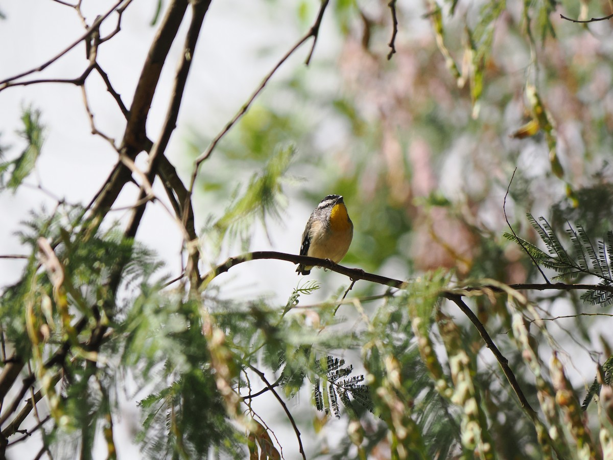 Spotted Pardalote - ML646565247
