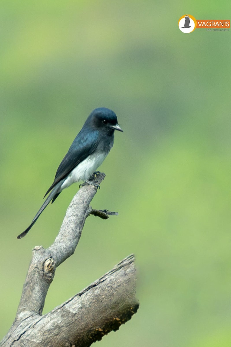 White-bellied Drongo - ML646565248