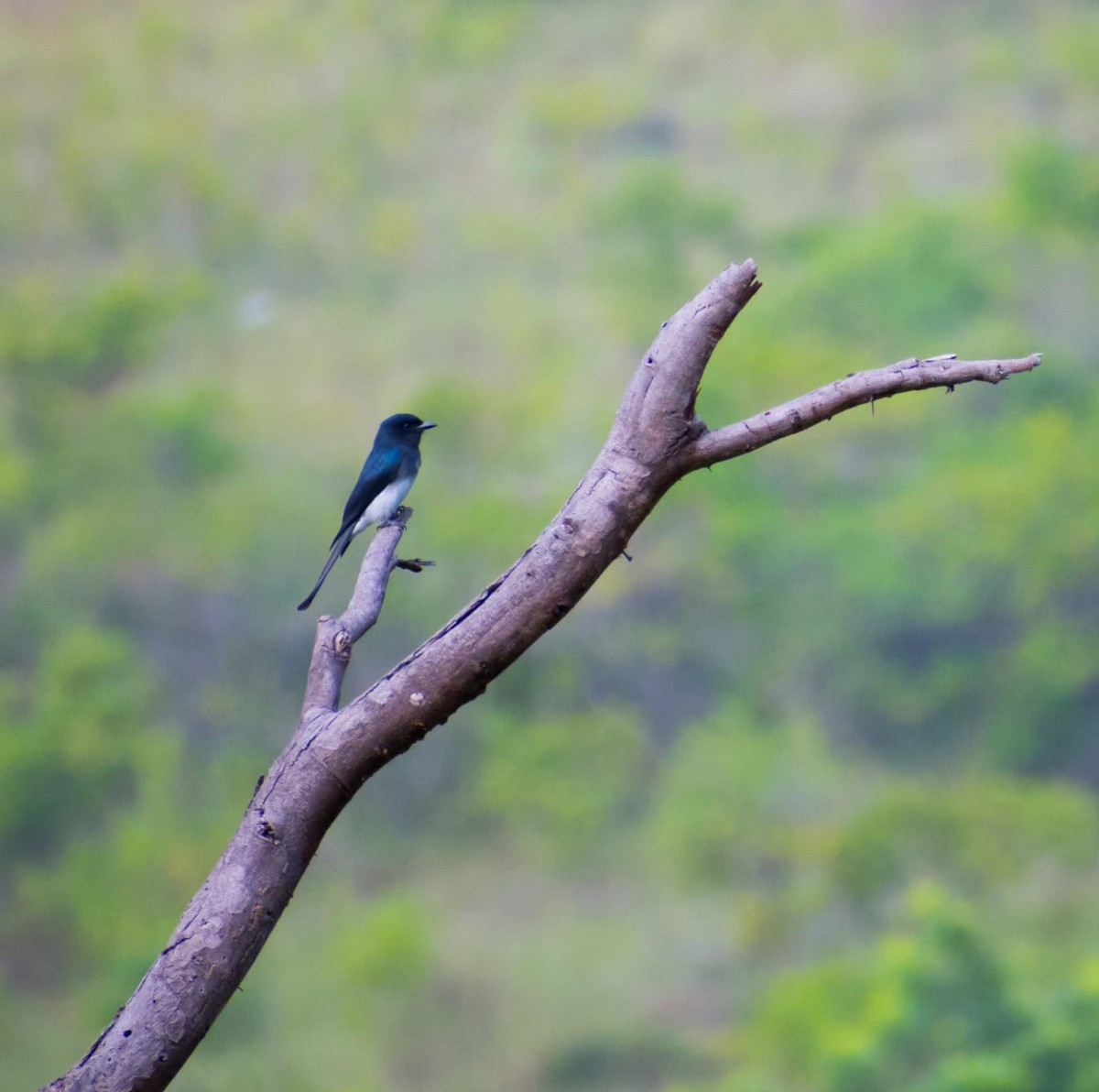 White-bellied Drongo - ML646565249