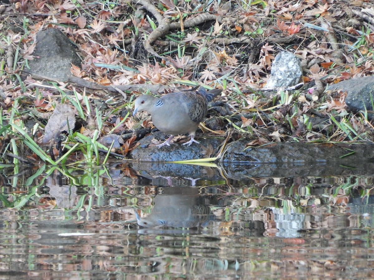 Oriental Turtle-Dove - ML646565250