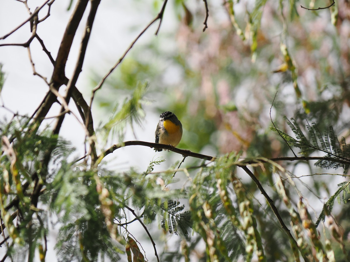 flekkdiamantfugl - ML646565251