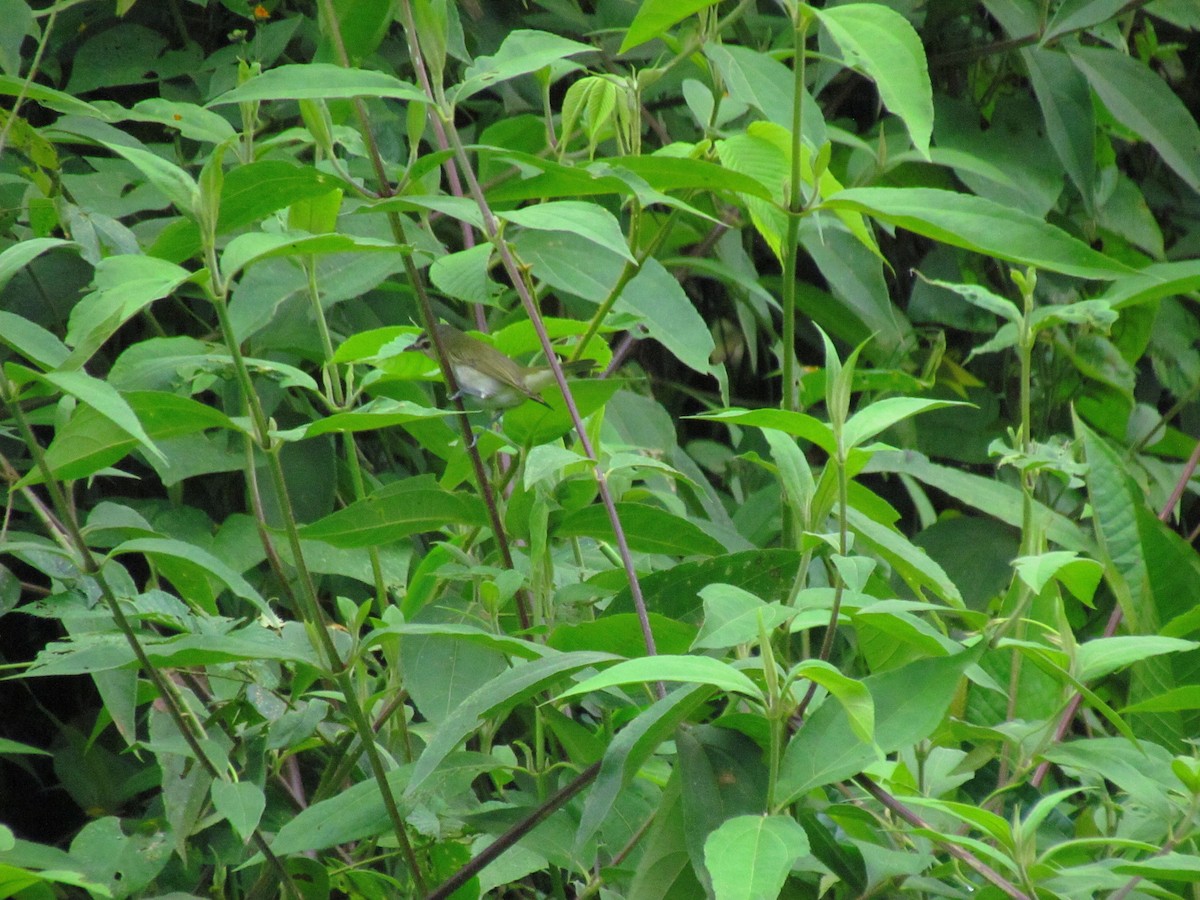 Red-eyed Vireo - ML646565252