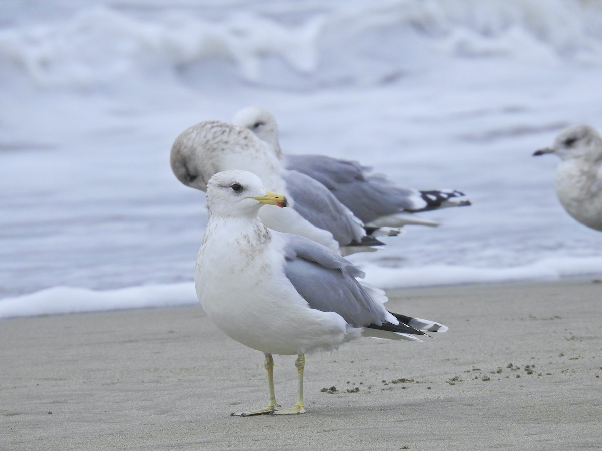 California Gull - ML646565253