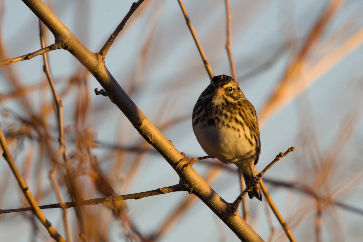 Savannah Sparrow - ML646565255