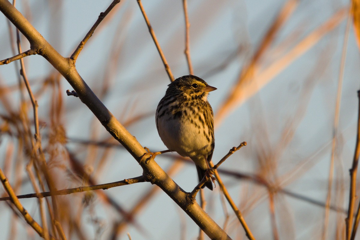 Savannah Sparrow - ML646565256