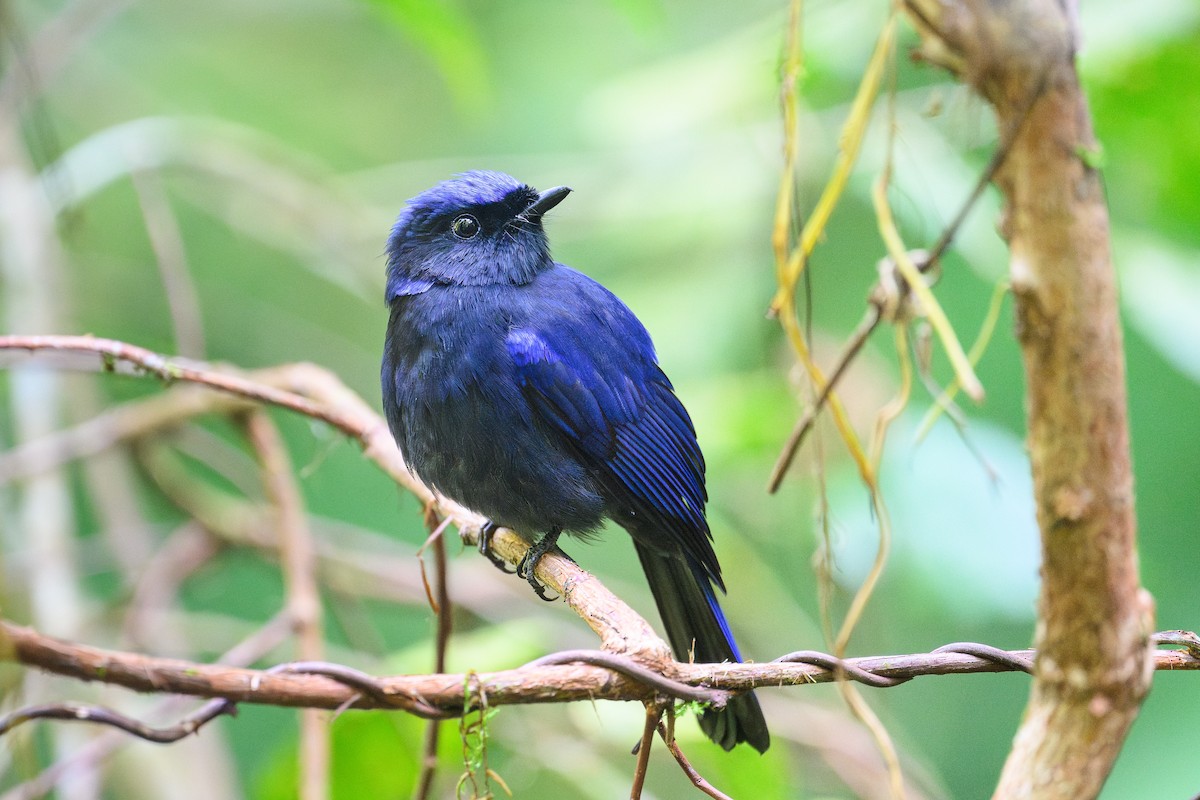 Large Niltava - ML646565257