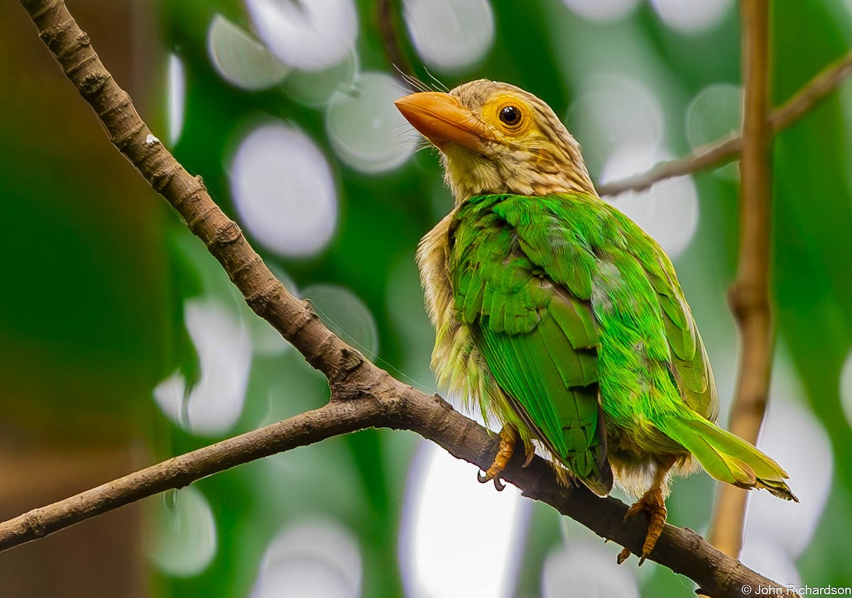 Lineated Barbet - ML646565258