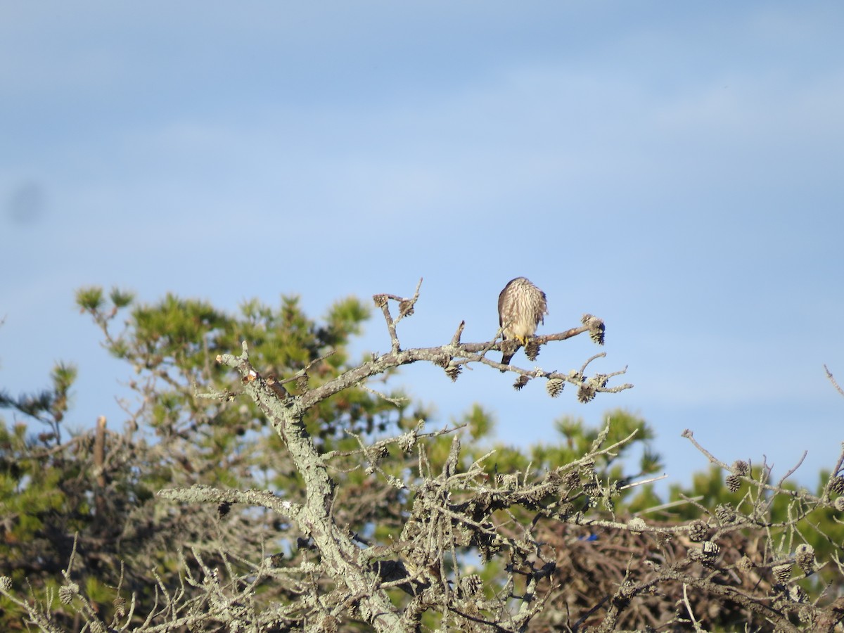 Merlin - ML646565259