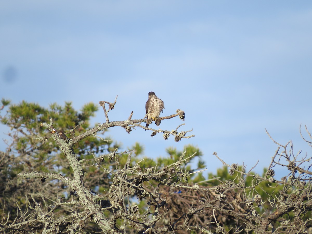 Merlin - ML646565261