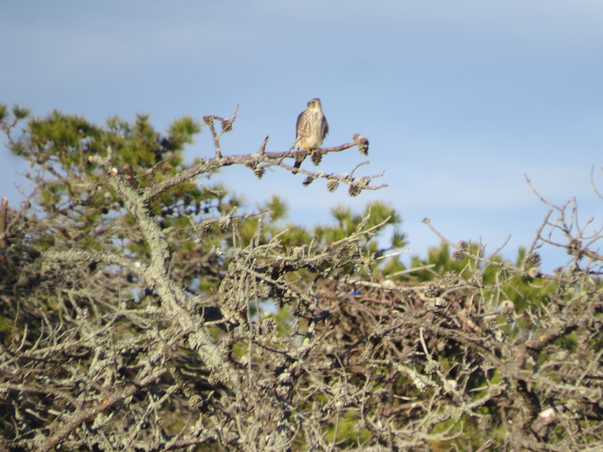 Merlin - ML646565262