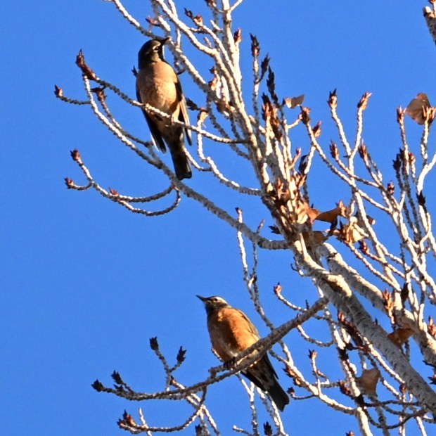 American Robin - ML646565263