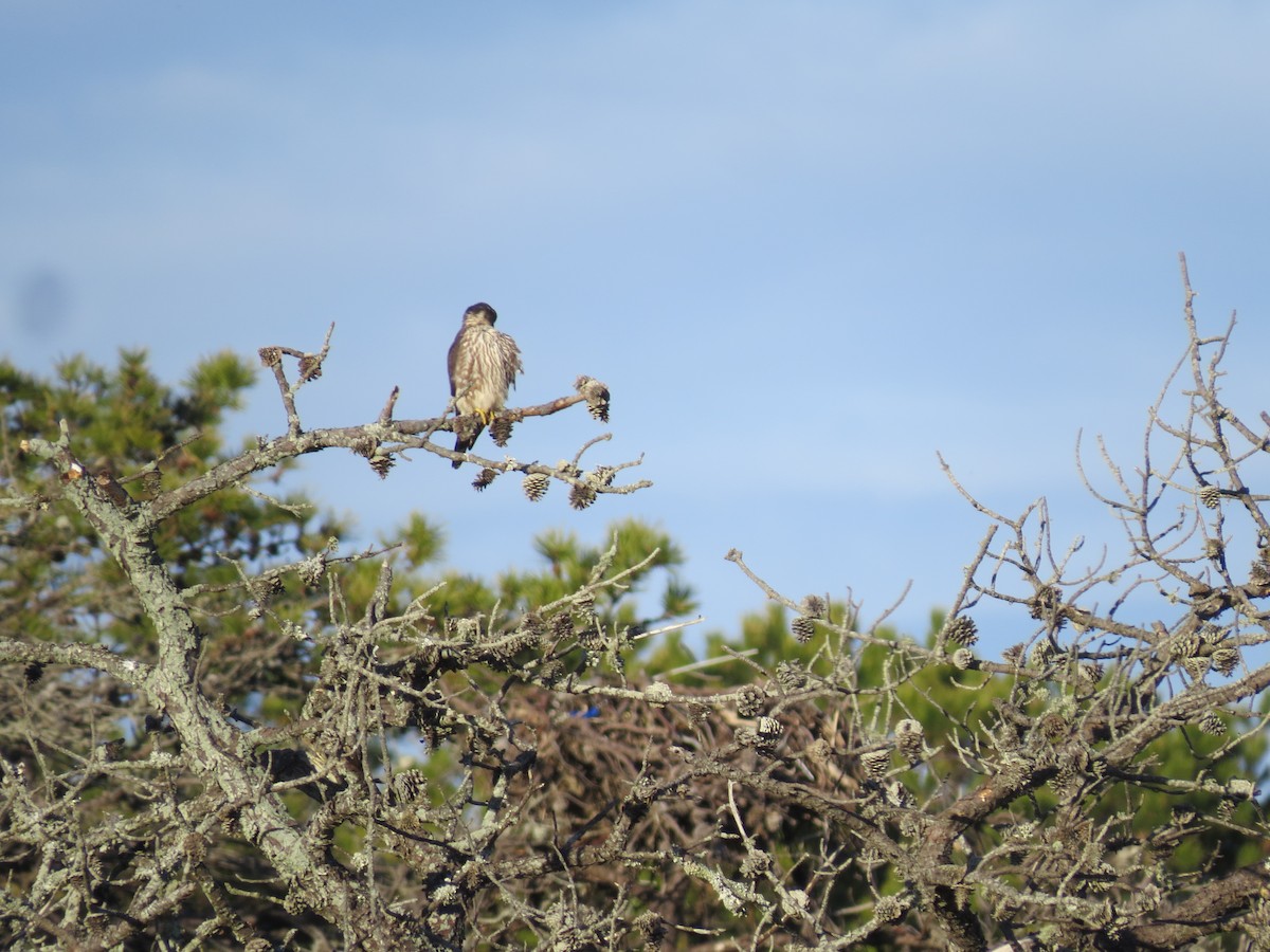 Merlin - ML646565264