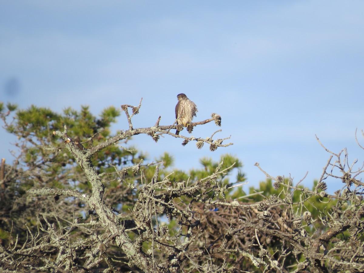 Merlin - ML646565265