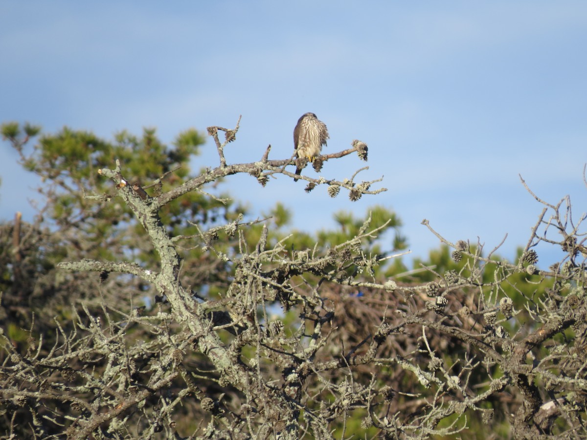 Merlin - ML646565266