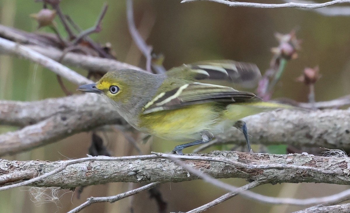 White-eyed Vireo - ML646565267