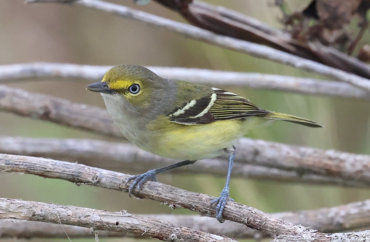 White-eyed Vireo - ML646565268