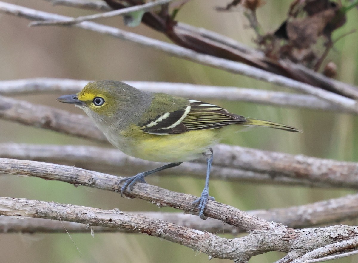 White-eyed Vireo - ML646565269