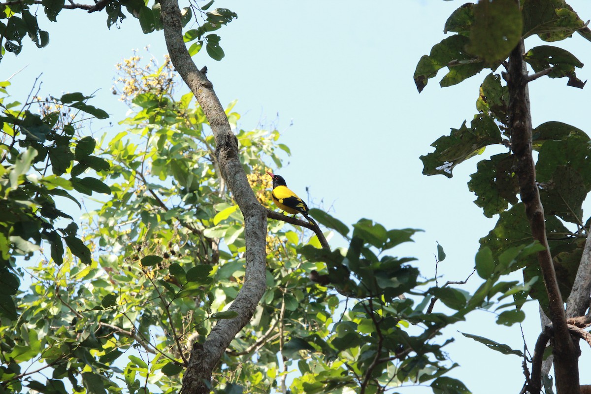 Black-hooded Oriole - ML646565270