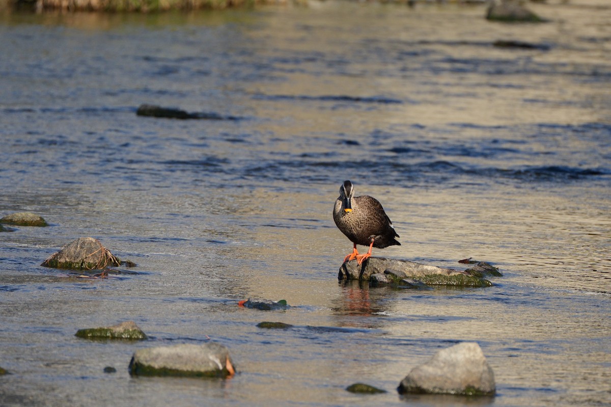 Eastern Spot-billed Duck - ML646565271