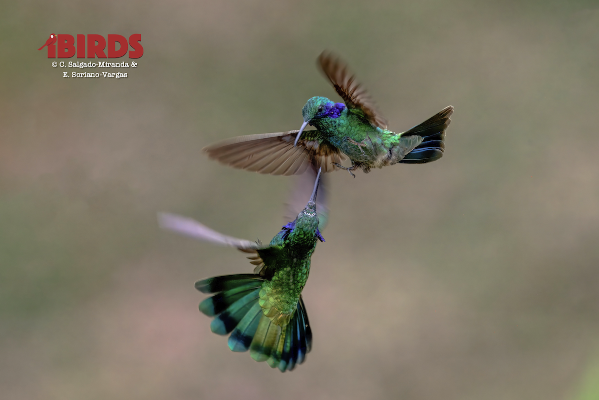 Lesser Violetear - ML646565272