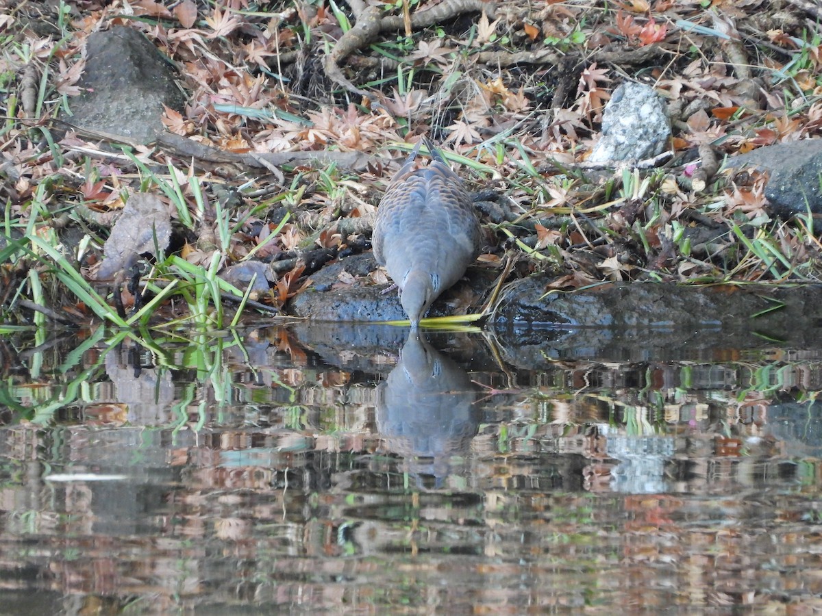 Oriental Turtle-Dove - ML646565273