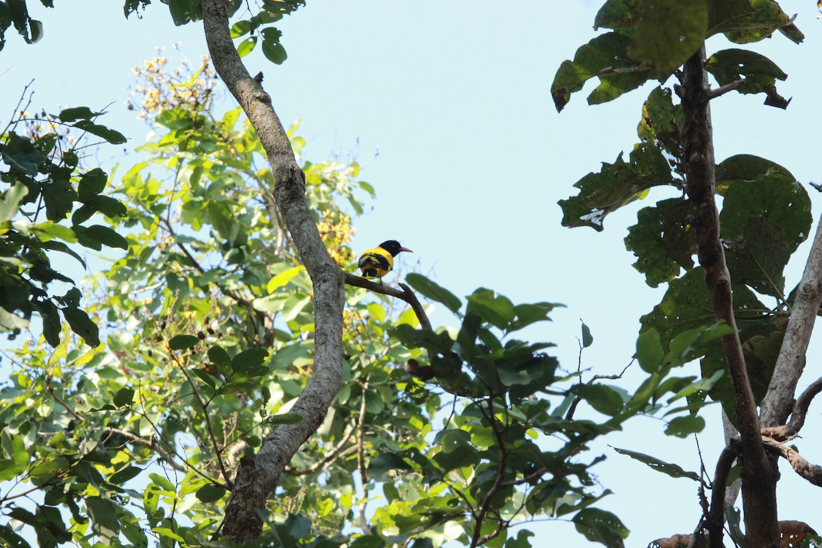 Black-hooded Oriole - ML646565275