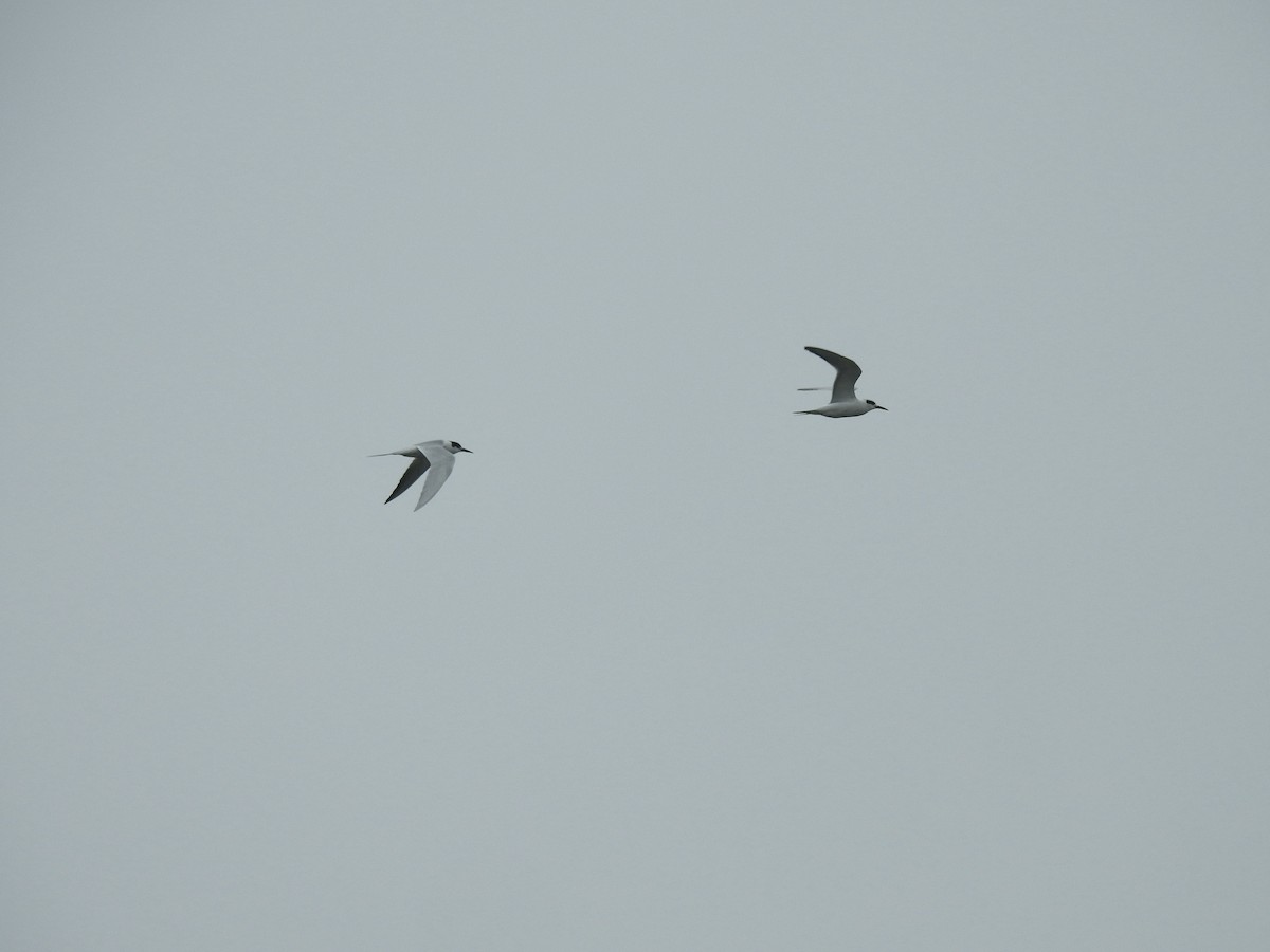 Forster's Tern - ML646565276