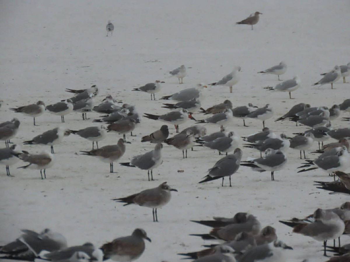 Rock Pigeon (Feral Pigeon) - ML646565277