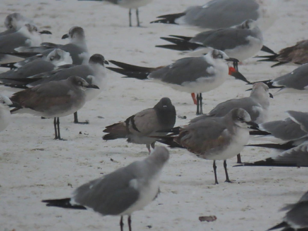 Rock Pigeon (Feral Pigeon) - ML646565278