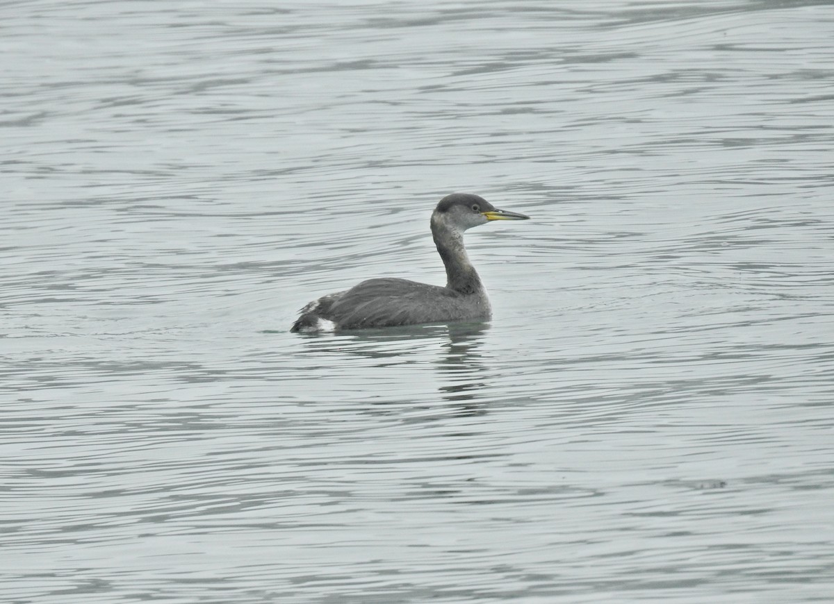 Red-necked Grebe - ML646565279