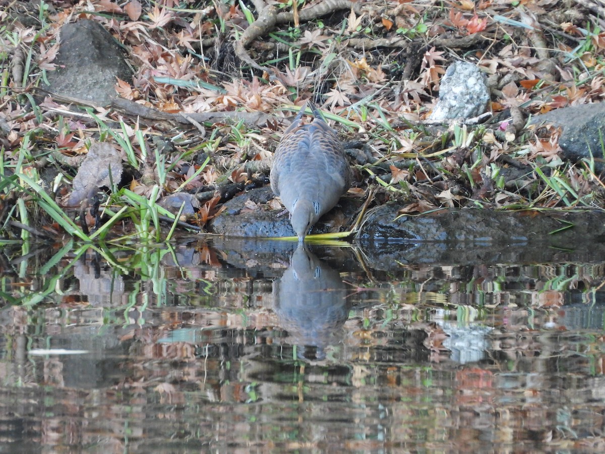Oriental Turtle-Dove - ML646565280