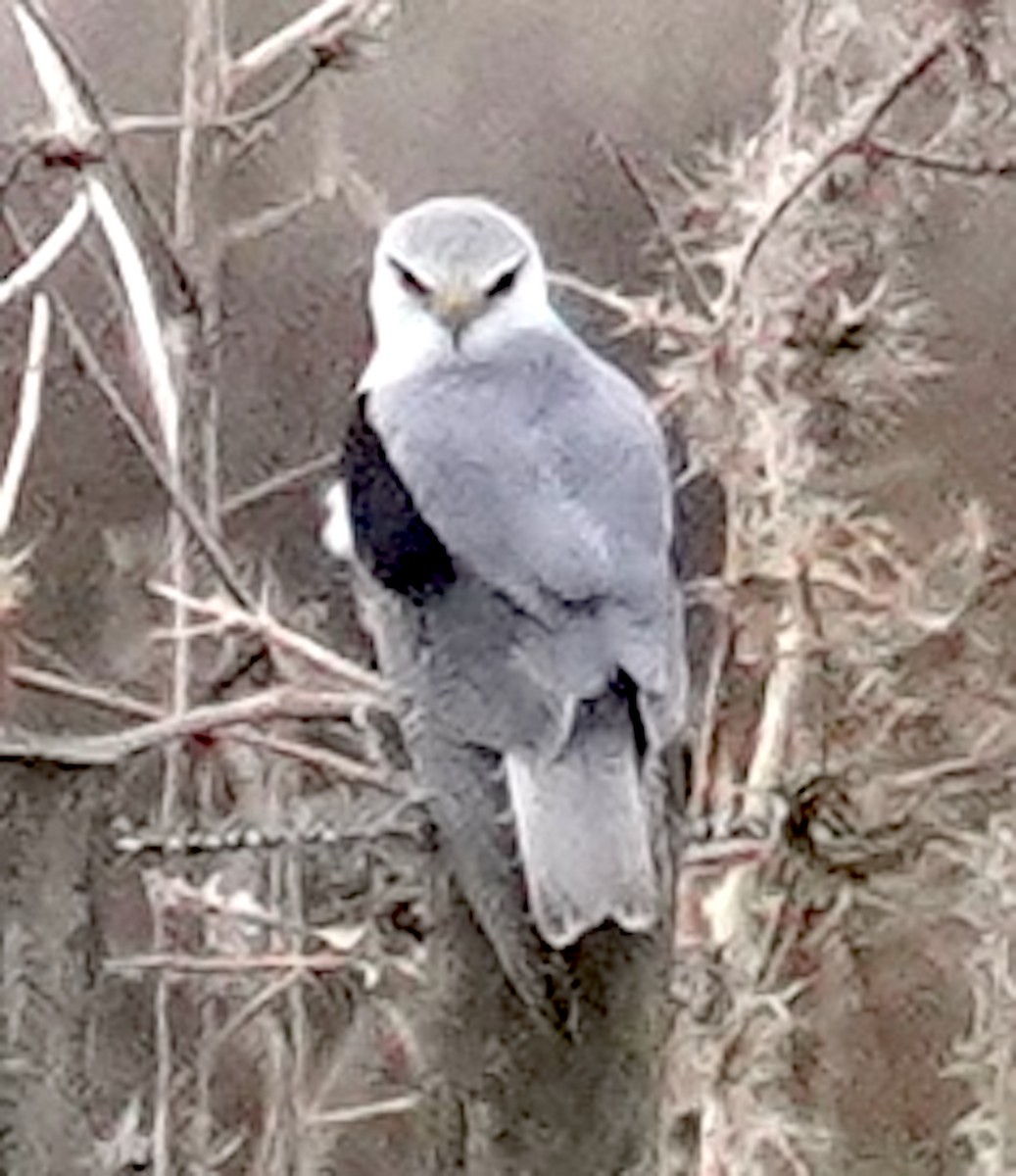 svartvingeglente - ML646565289