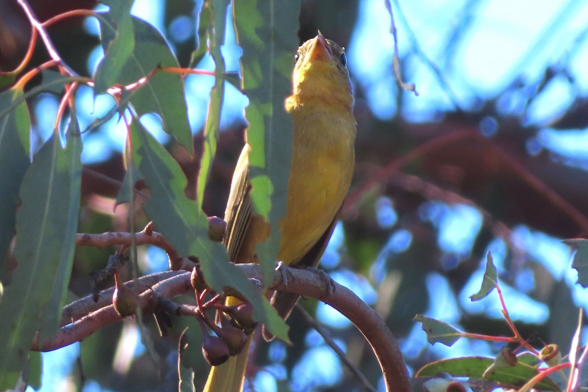 Kırmızı Piranga - ML646565291