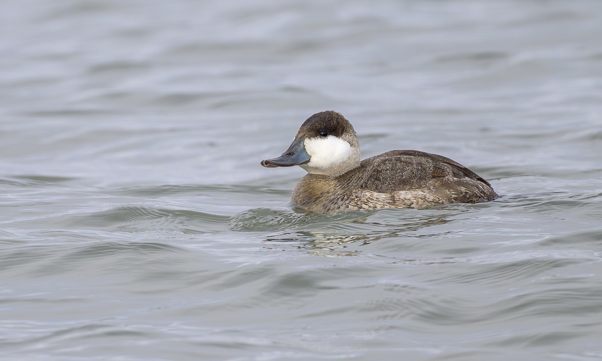 Ruddy Duck - ML646565292