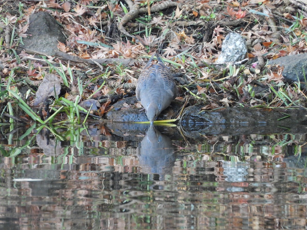 Oriental Turtle-Dove - ML646565293