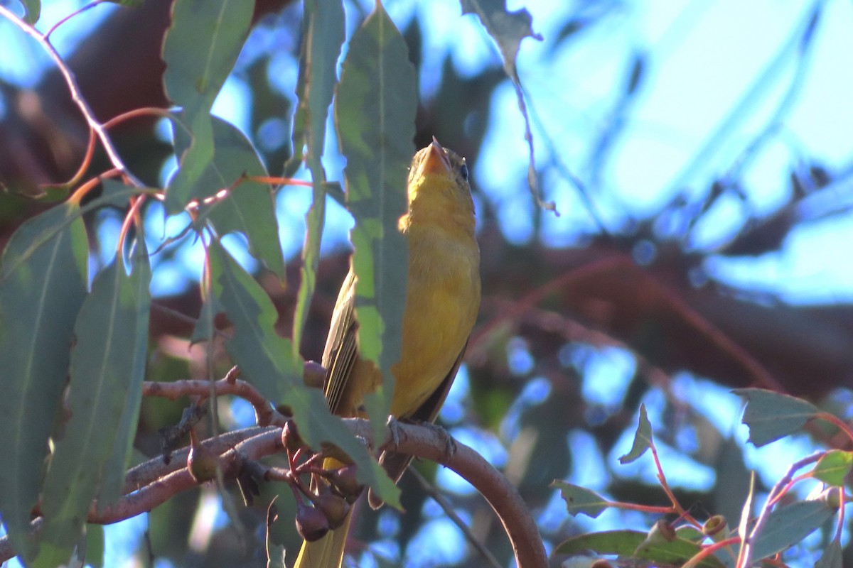 Kırmızı Piranga - ML646565294