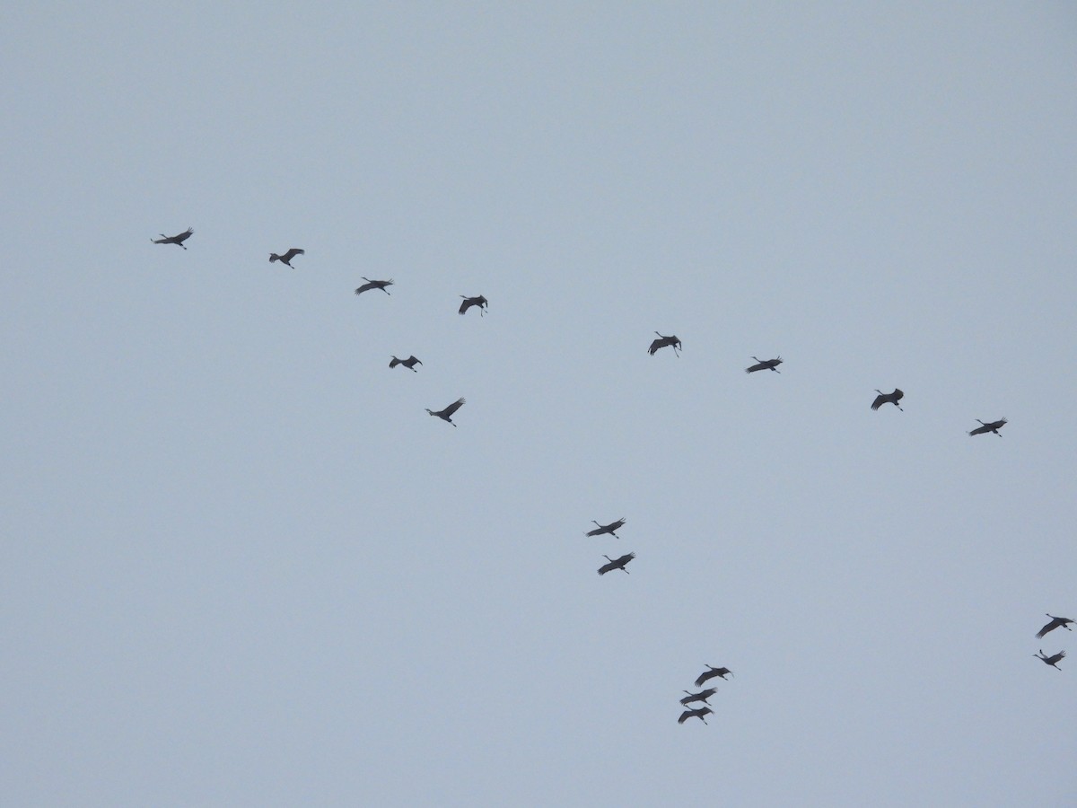 Grulla Canadiense - ML646565295