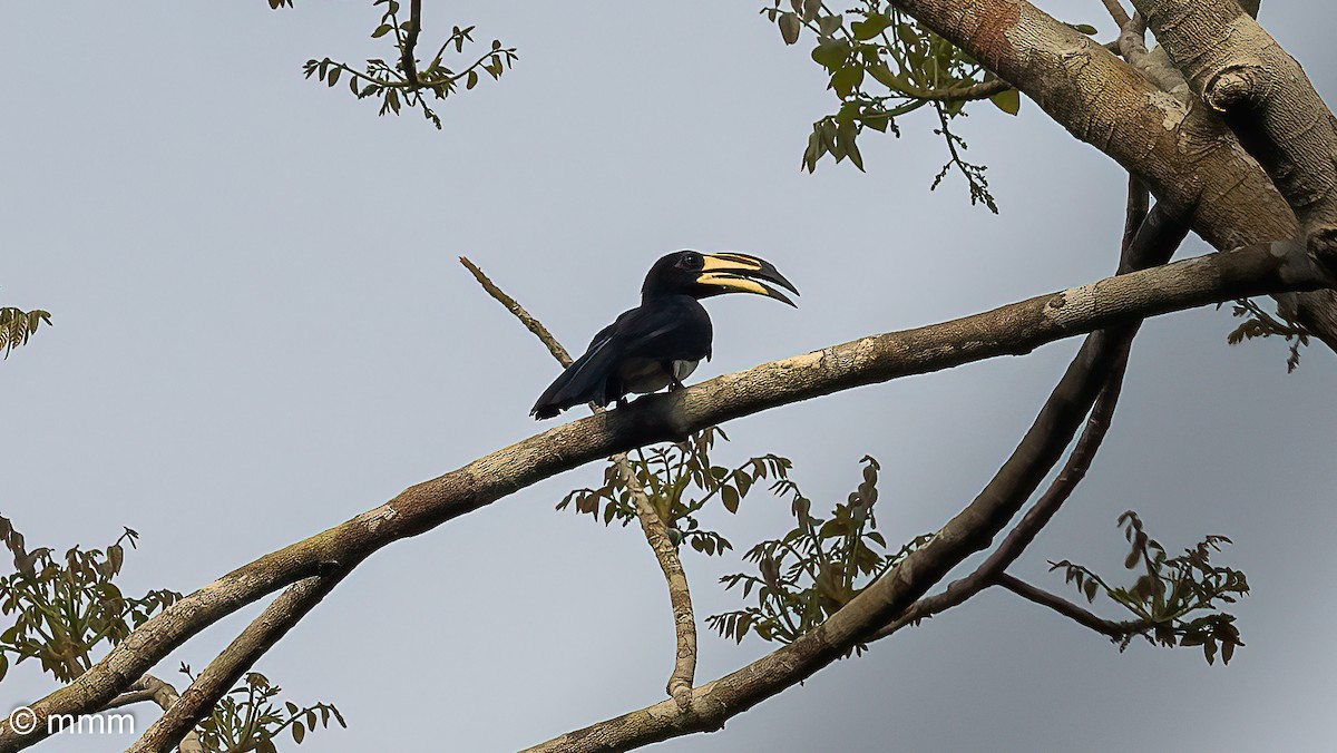 West African Pied Hornbill - ML646565296